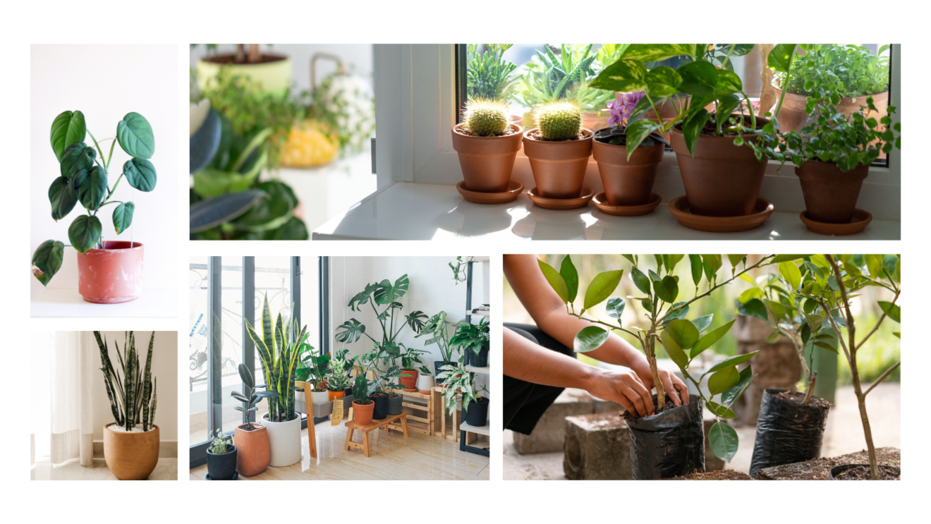 Brown-Aesthetic-Autumn-Fall-Photo-Collage-Instagram-Story-1320x743